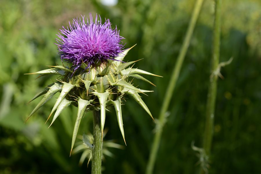 Milk thistle hangover cure